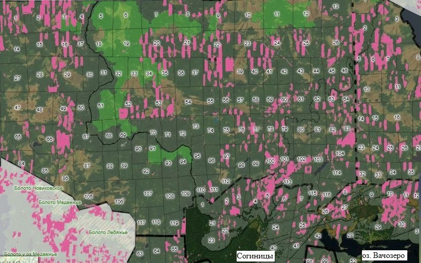Скрин карты с сайта Леса высокой природоохранной ценности, окрестности деревни Согницы, Подпорожский район. Розовые контуры — лесные потери за период 2000—2018 годов. В минувшие семь лет количество рубок в районе сильно увеличилось.