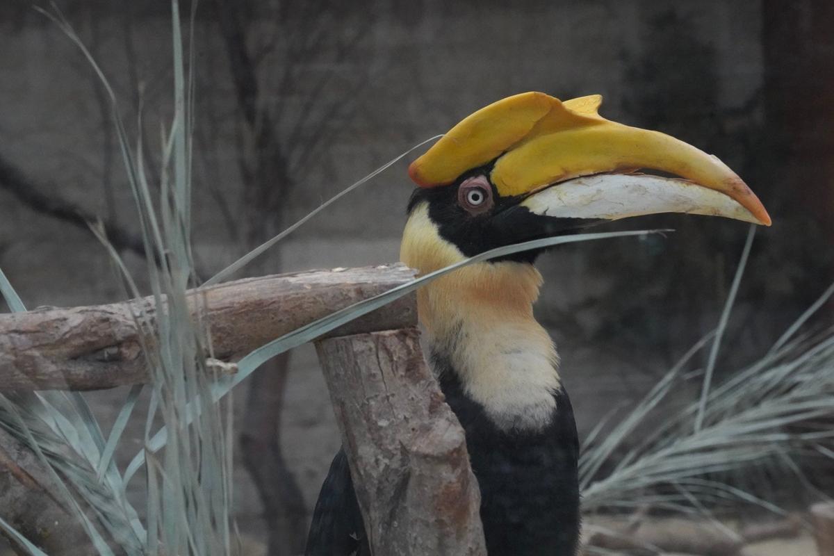 Калао Шанти. Фото: Павел Борисенко / MР7