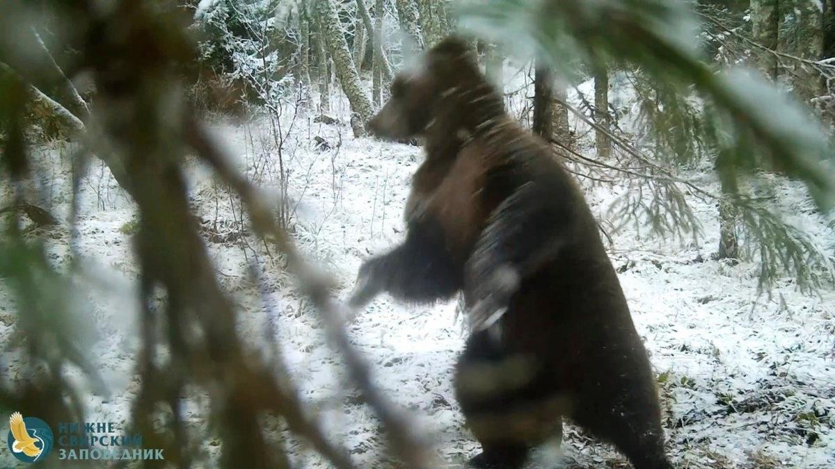 Фото: Нижне-Свирский завоведник / «Каждой твари по паре»
