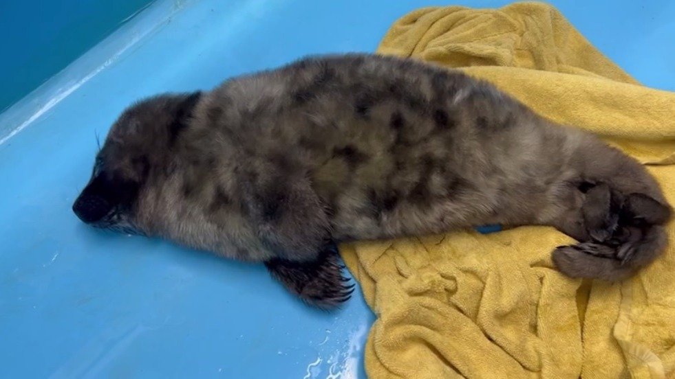 Скриншот видео: Фонд друзей балтийской нерпы