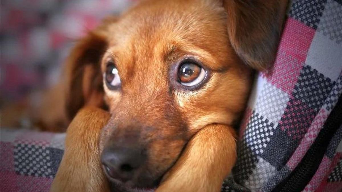 Петербурженка выбросила надоевшего щенка с 18-го этажа