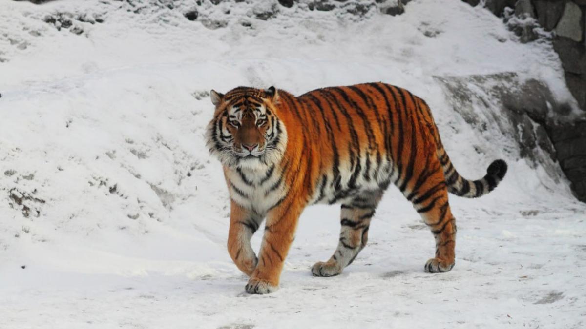 Тигр Амадей. Фото: Ленинградский зоопарк