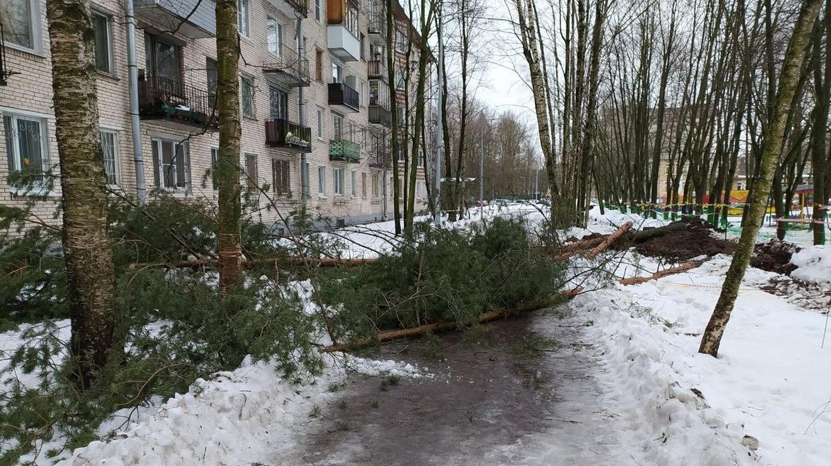 Еще три сосны спилили у детсада № 77 в Калининском районе