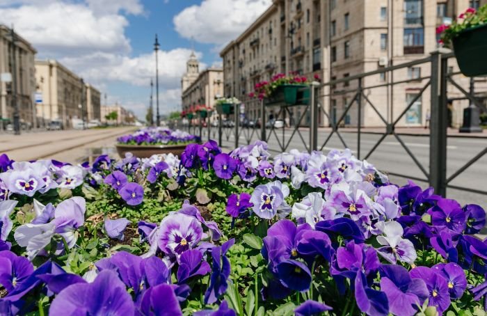 Улицы и площади Петербурга украшают цветами в преддверии ПМЭФ
