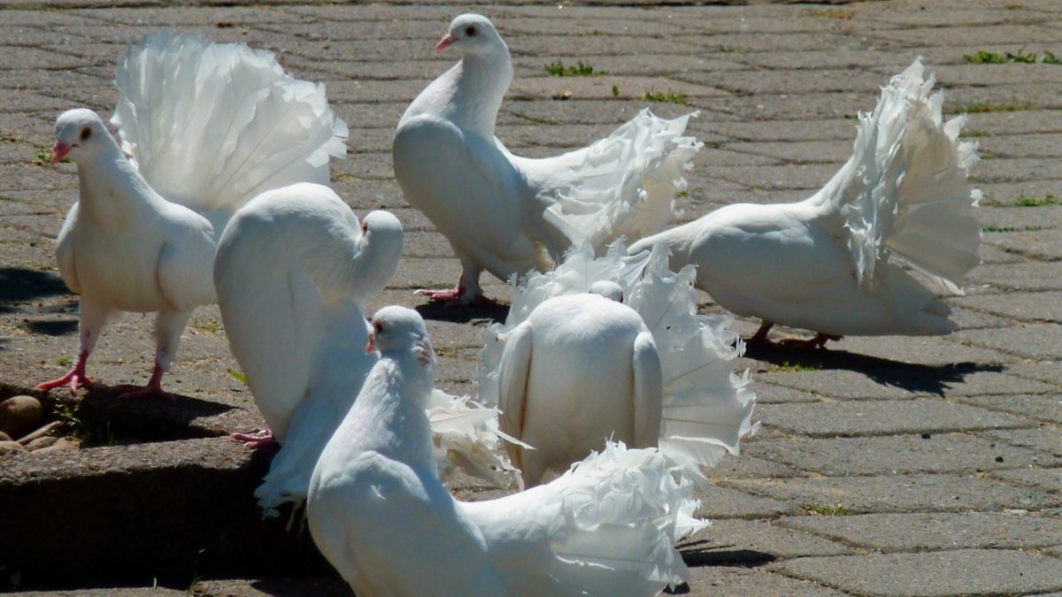 Белых голубей бросили на улице в Петроградском районе — один уже погиб