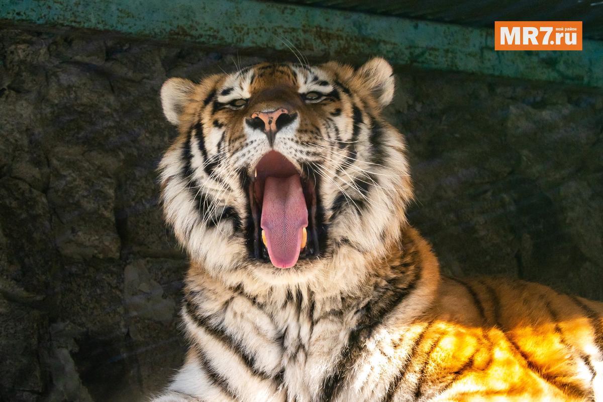Город теперь сможет оказывать финансовую помощь зоопарку, чтобы тиграм всегда докладывали мясо. Фото: Олег Золото / MR7