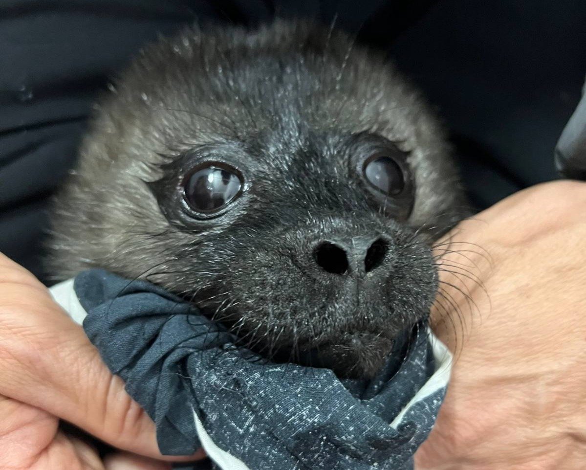 Фото: Фонд друзей балтийской нерпы