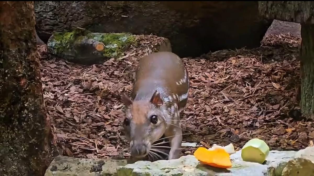 Фото: Ленинградский зоопарк