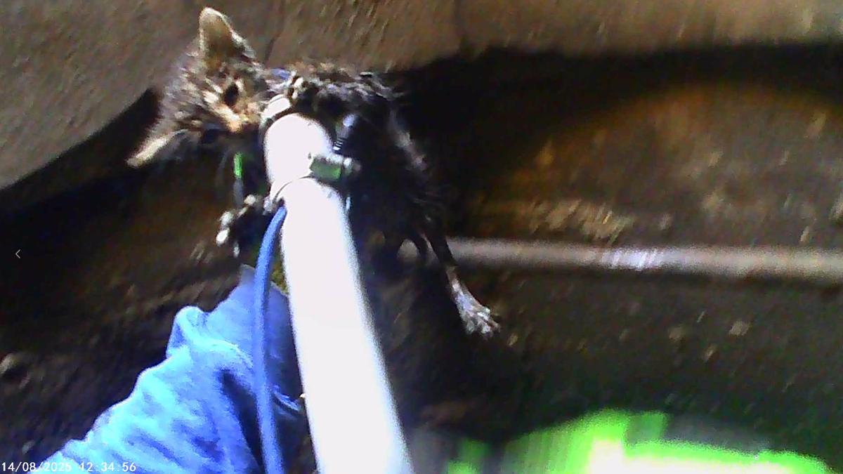 Трёхнедельного котёнка вытащили волонтёры из люка ливневой канализации в Коломне