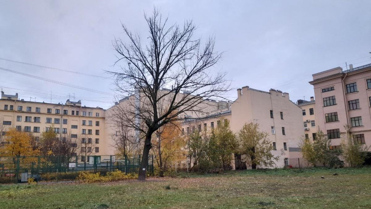 Жители Петроградской стороны собирают подписи за общественный сад на Сытнинской