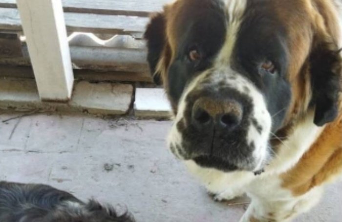 Петербургские волонтёры ищут пропавших в Сербии собак