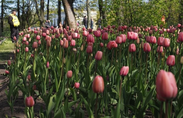 На Елагином острове проходит фестиваль тюльпанов