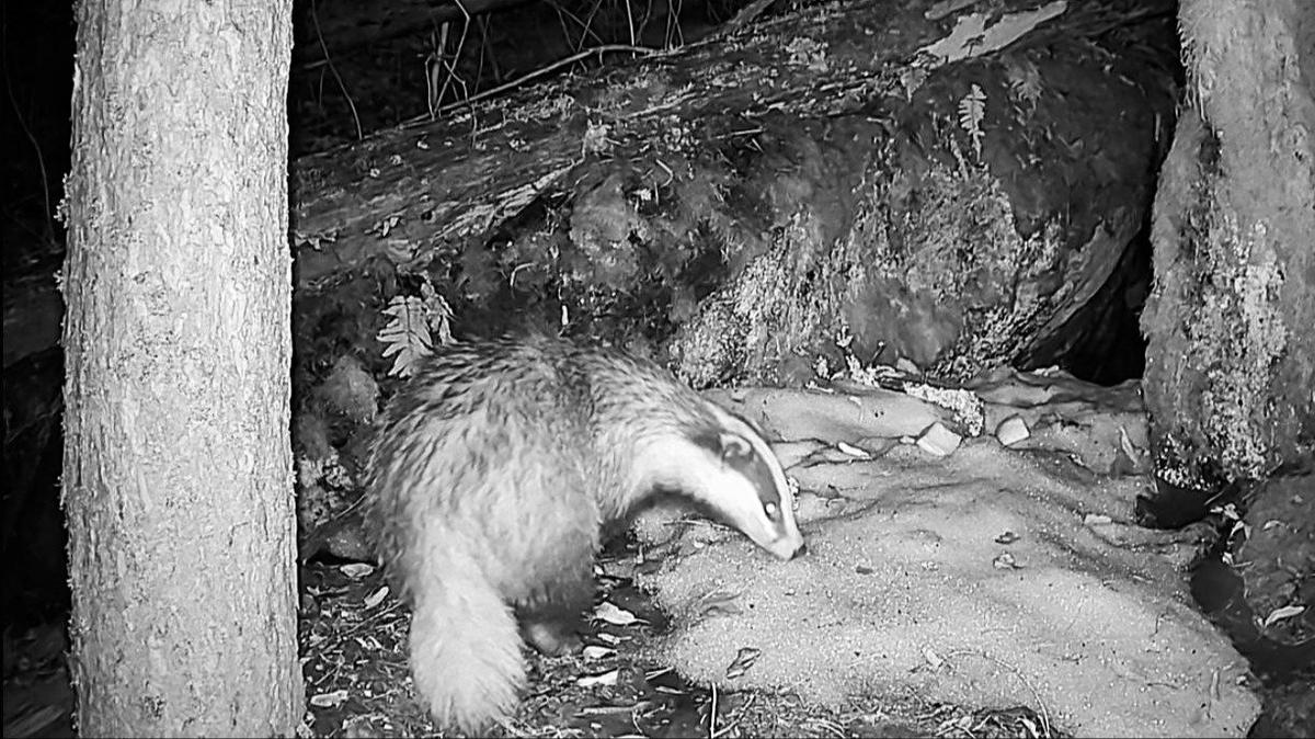 Фото: Даниил Карпиченко / «Каждой твари по паре»