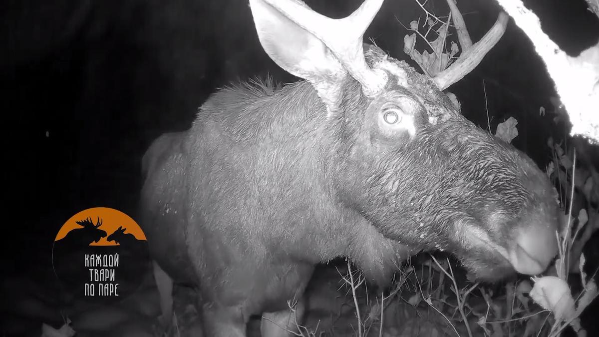 Фото: Павел Глазков / «Каждой твари по паре»