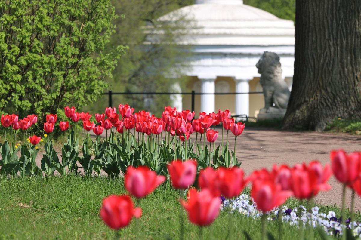 Тюльпаны в Павловске. Фото: ГМЗ «Павловск»