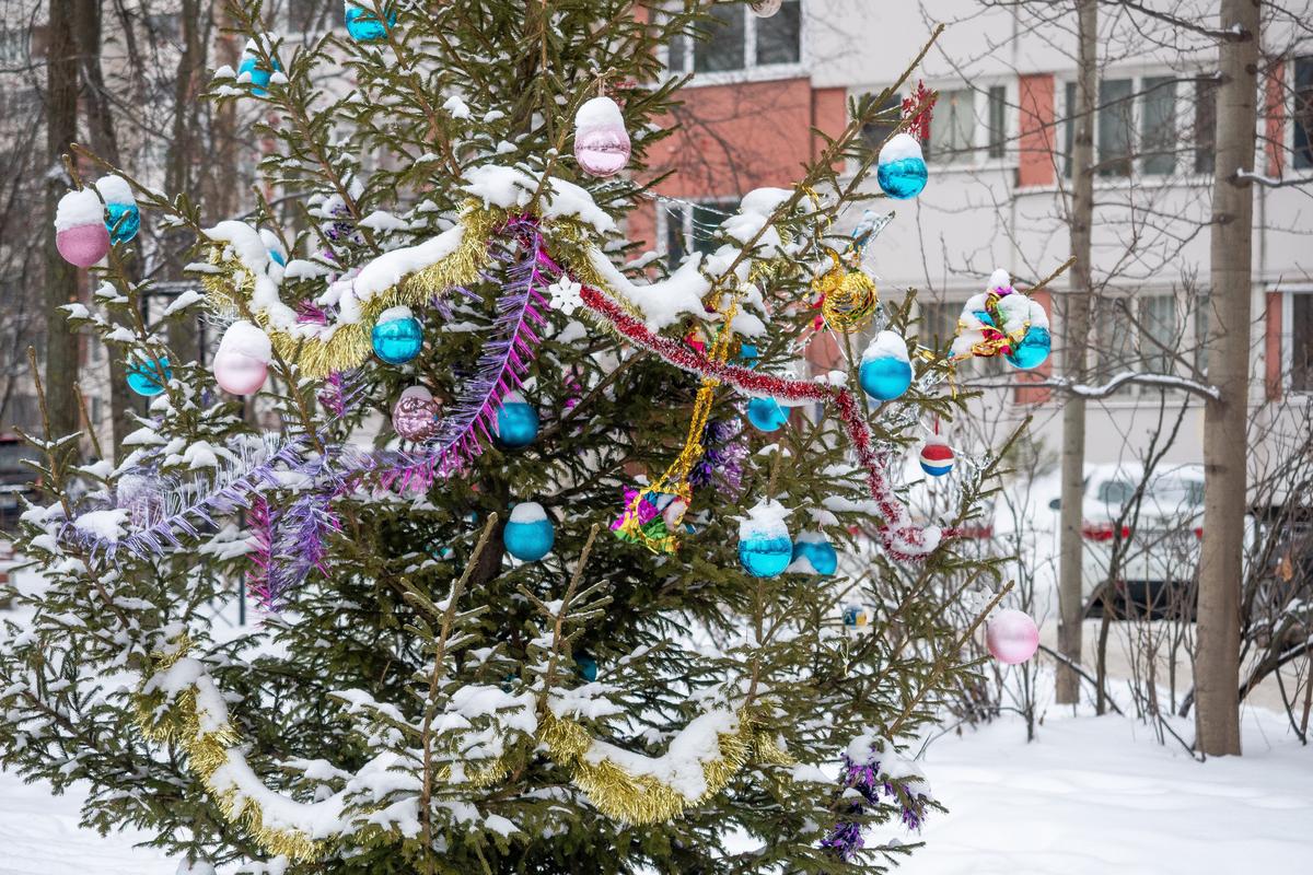 Где купить ёлку в Петербурге. Делимся адресами городских ёлочных базаров. —  Новости Санкт-Петербурга › МР7.ру