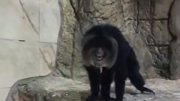 Скриншот видео: Ленинградский зоопарк