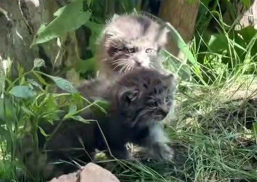 Скриншот видео: Ленинградский зоопарк