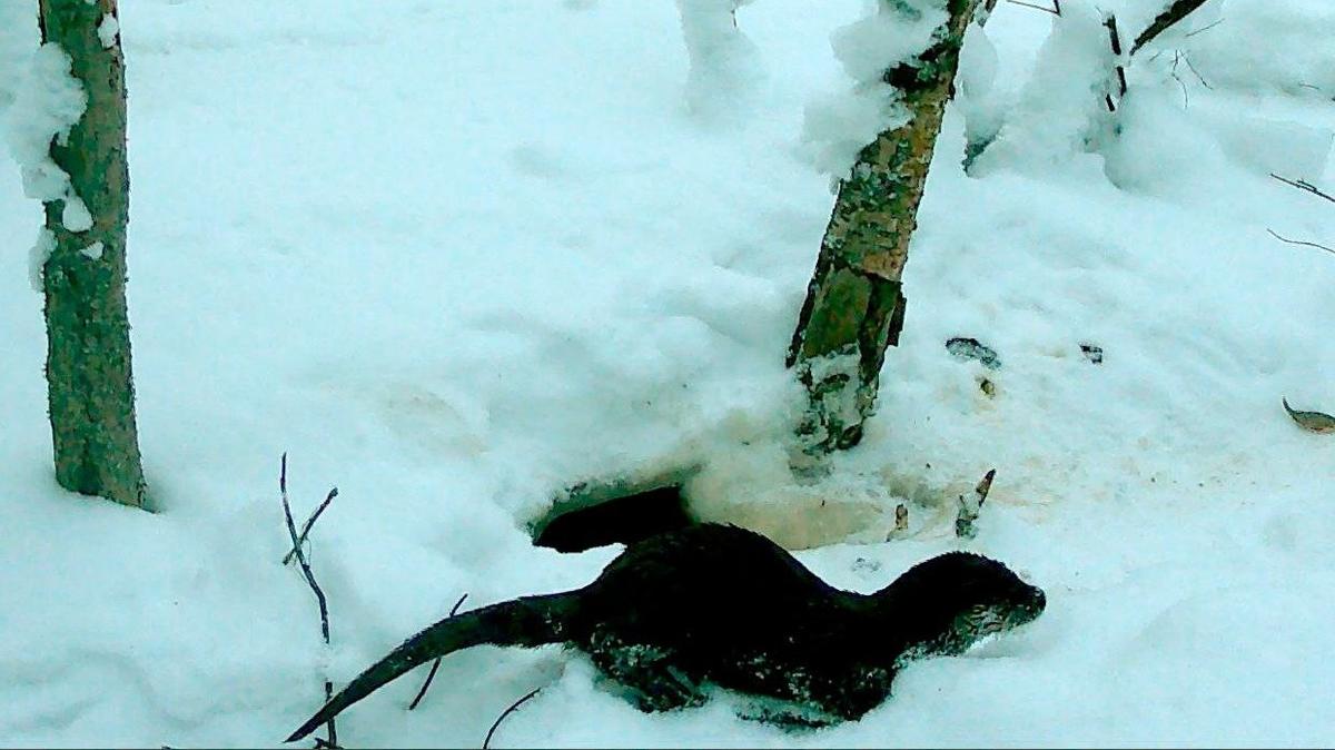 Фото: Кристина Кашкарова / «Каждой твари по паре»