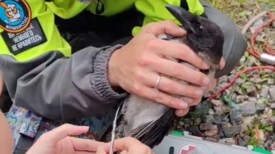 Скриншот видео: «Кошкиспас»