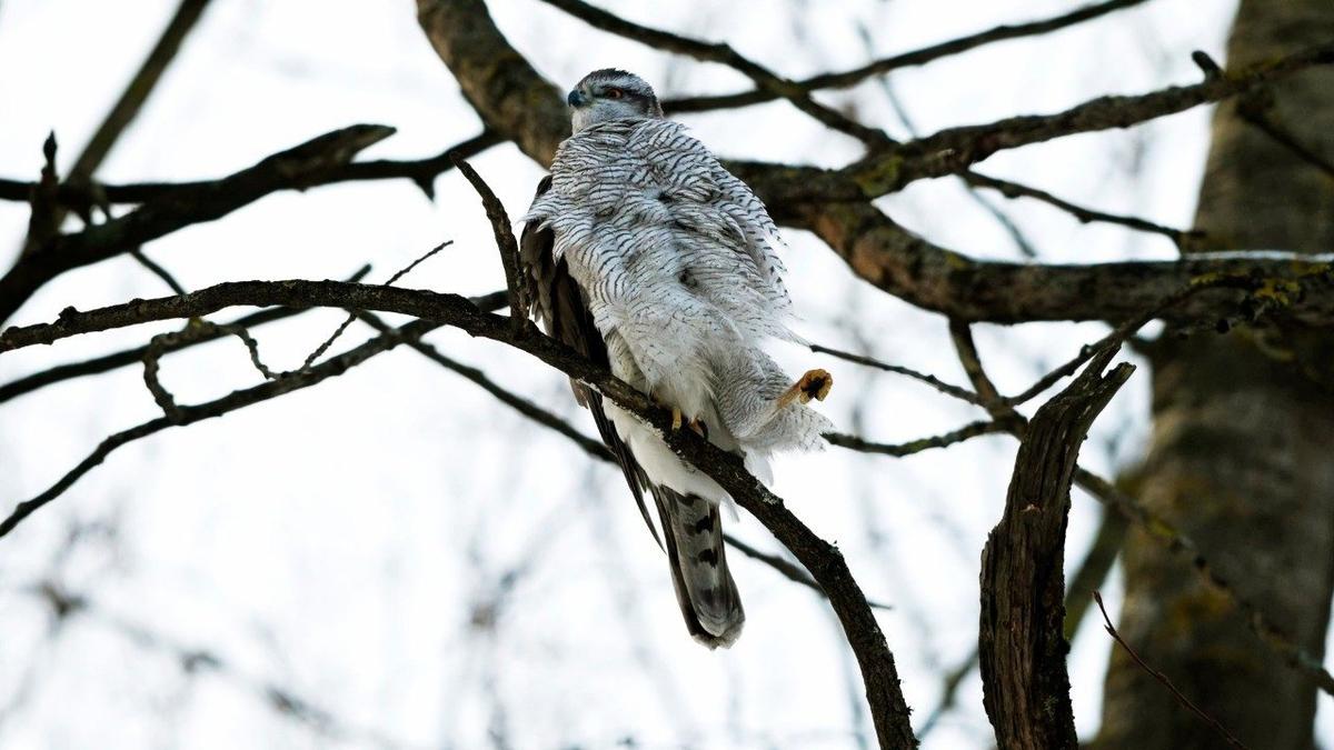 Фото: Станислав Крутоверцев / «Каждой твари по паре»