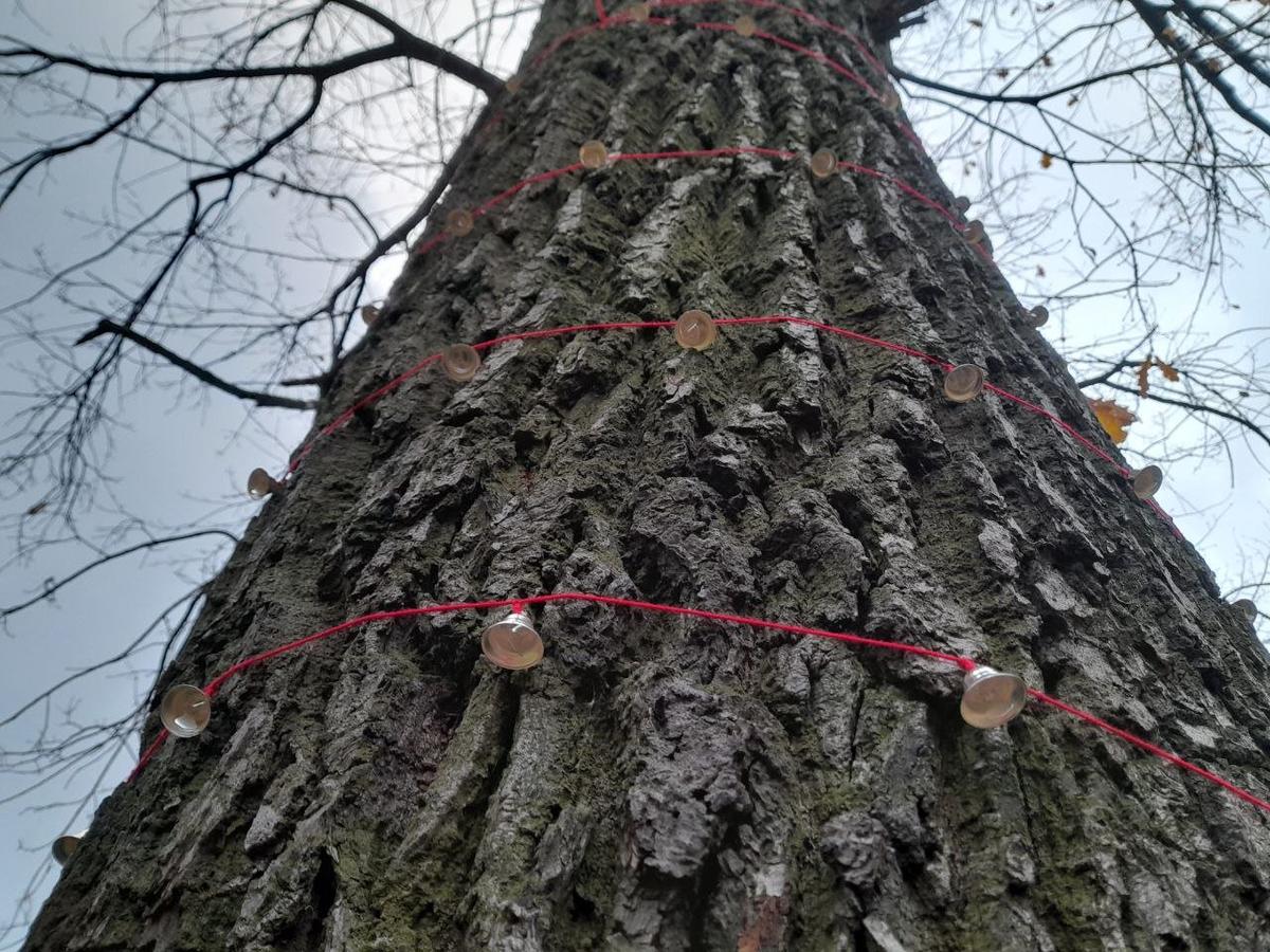 Временная инсталляция: деревья на пустыре украсили 255 колокольчиков в память о людях, чьи останки были найдены здесь. Ноябрь 2022. Фото: Анна Мотовилова