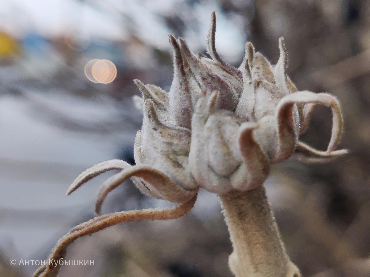 Фото: Антон Кубышкин / «Макро клуб СПб»
