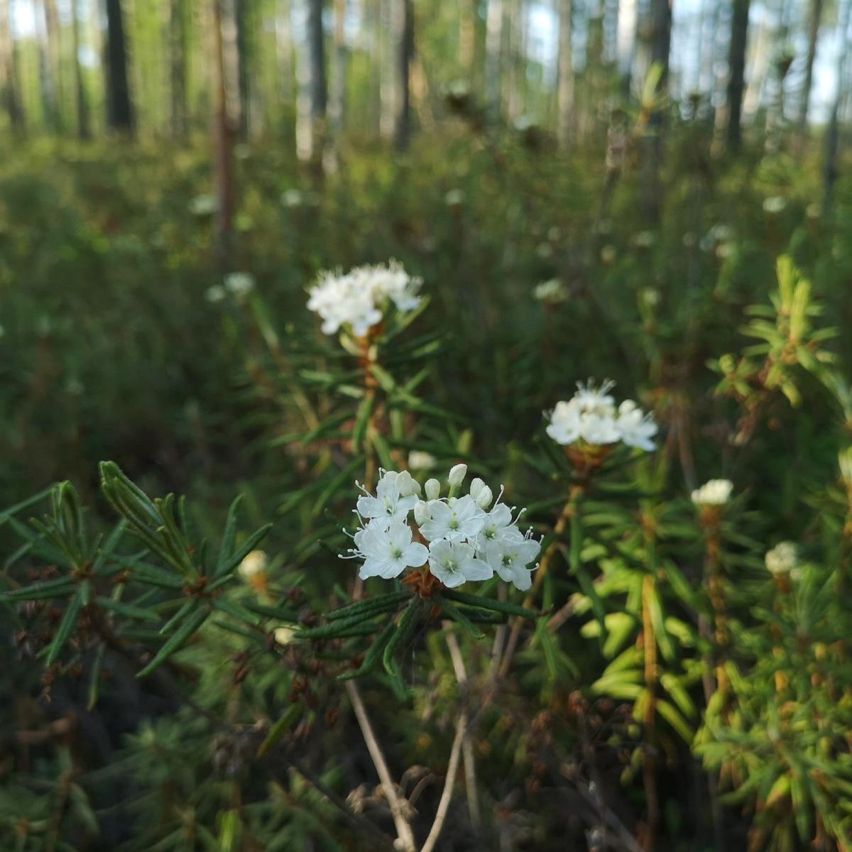 Багульник бонсай