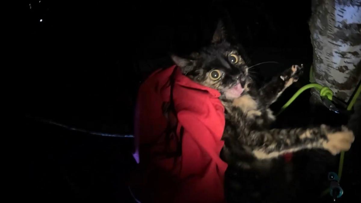 Скриншот видео: «Кошкиспас»