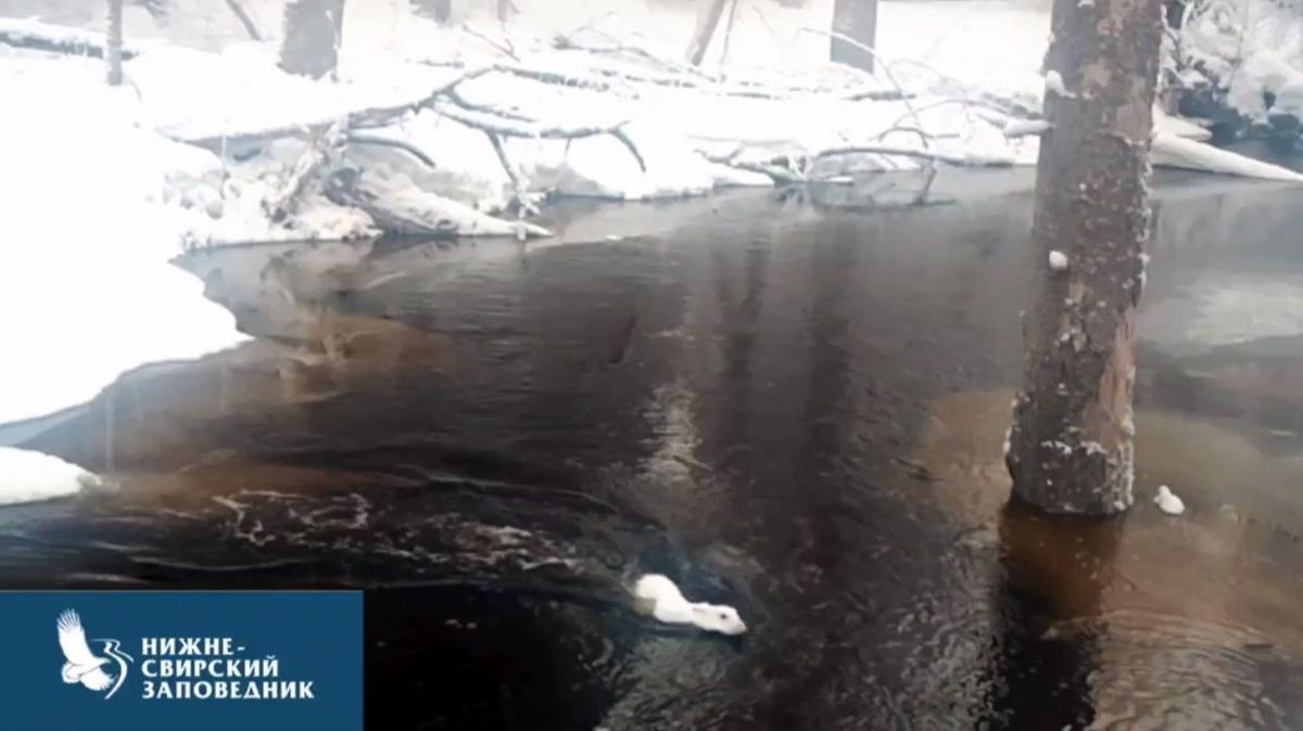 Скриншот видео: «Каждой твари по паре»