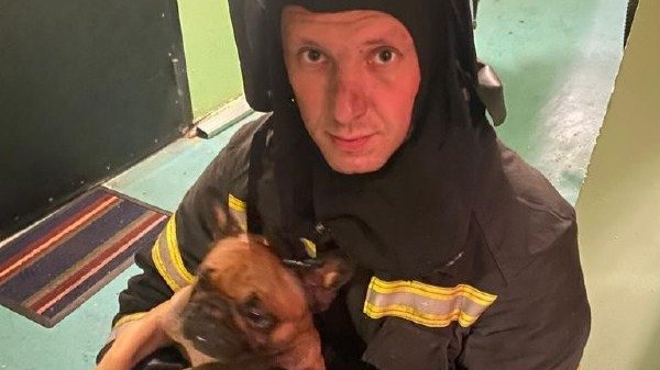Во время пожара на проспекте Ударников спасли трёх собак
