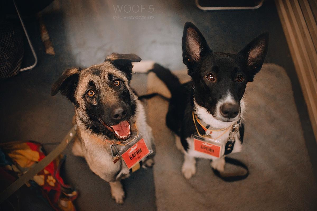 Фото: фестиваль WOOF